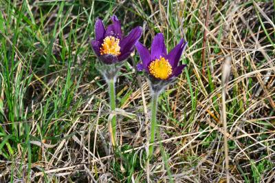 <i>Pulsatilla vulgaris</i>