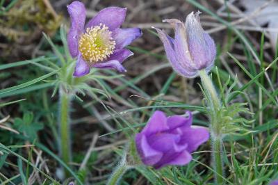 <i>Pulsatilla vulgaris</i>