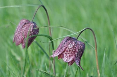 <i>Fritillaria meleagris</i>