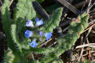 <i>Lycopsis arvensis</i>