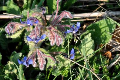 <i>Borago officinalis</i>
