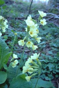 <i>Primula elatior</i>