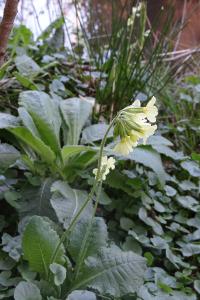 <i>Primula elatior</i>