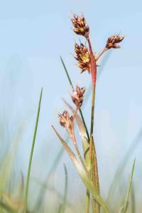 <i>Luzula campestris</i>