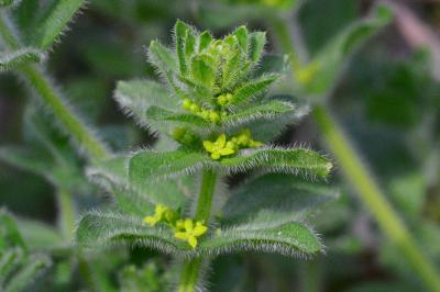 Cruciata laevipes