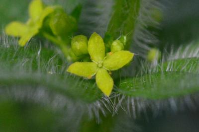 <i>Cruciata laevipes</i>