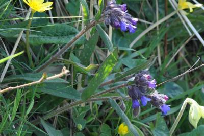 <i>Pulmonaria longifolia</i>
