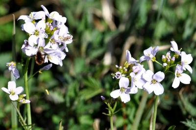 <i>Cardamine pratensis</i>