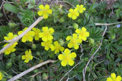 <i>Potentilla verna</i>