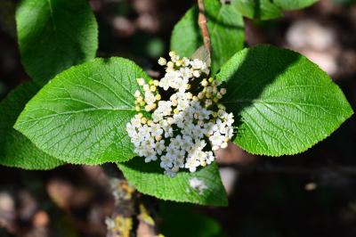 Viburnum lantana