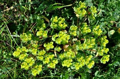 Euphorbia helioscopia