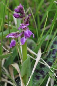 <i>Orchis mascula</i>