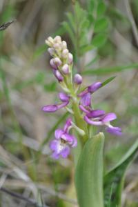 <i>Orchis mascula</i>