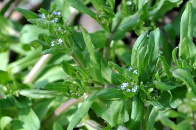 <i>Valerianella</i>