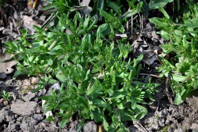 <i>Valerianella</i>