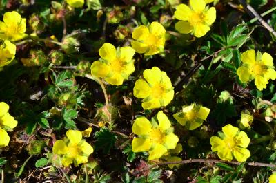 <i>Potentilla verna</i>