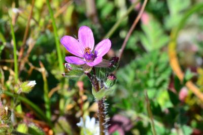 <i>Erodium cicutarium</i>
