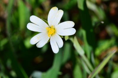 <i>Rabelera holostea</i>