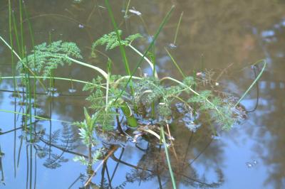 <i>Oenanthe aquatica</i>