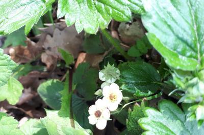 <i>Fragaria vesca</i>