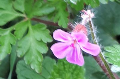 <i>Geranium robertianum</i>