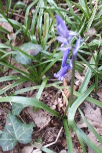 <i>Hyacinthoides non-scripta</i>