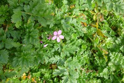 Erodium cicutarium