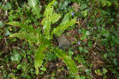 <i>Asplenium scolopendrium</i>