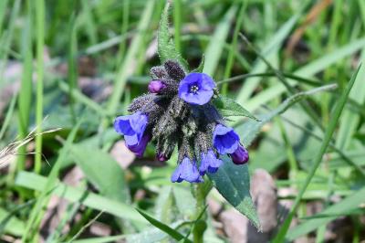 <i>Pulmonaria longifolia</i>