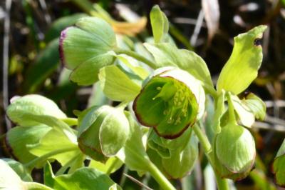 <i>Helleborus foetidus</i>