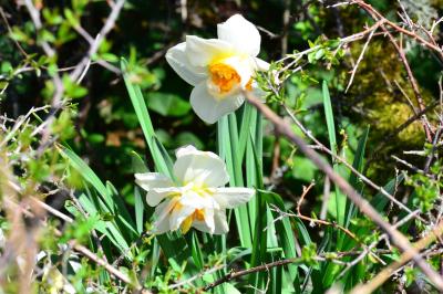 <i>Narcissus poeticus</i>