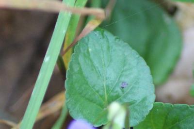 <i>Viola riviniana</i>