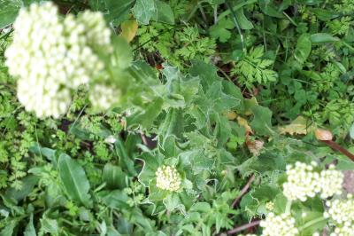 <i>Lepidium draba</i>