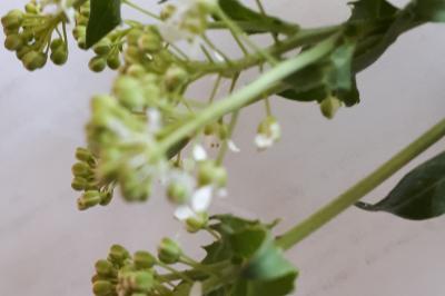 <i>Lepidium draba</i>