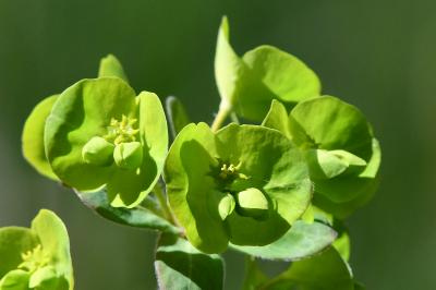 <i>Euphorbia amygdaloides</i>
