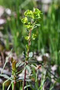 <i>Euphorbia amygdaloides</i>