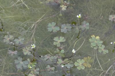 <i>Ranunculus tripartitus</i>