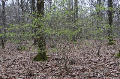 <i>Crataegus germanica</i>