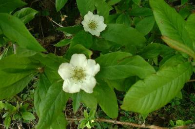 <i>Crataegus germanica</i>