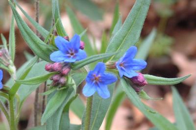 <i>Aegonychon purpurocaeruleum</i>