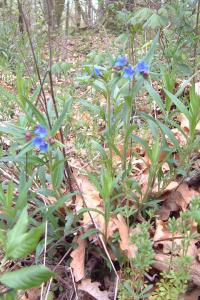 <i>Aegonychon purpurocaeruleum</i>