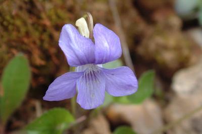 Viola riviniana
