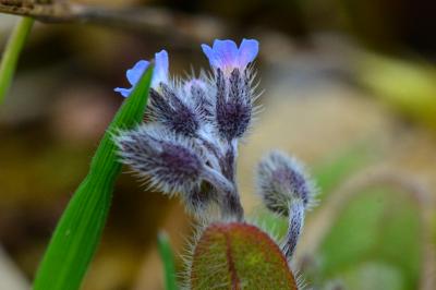 Myosotis ramosissima
