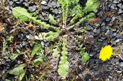 <i>Crepis sancta</i>
