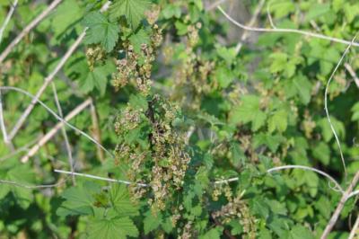 <i>Ribes rubrum</i>