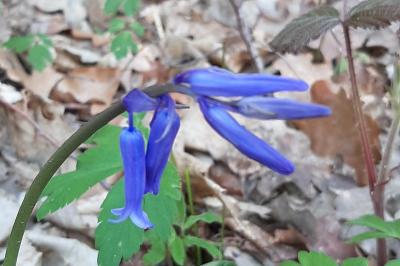 <i>Hyacinthoides non-scripta</i>