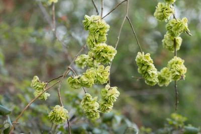 <i>Ulmus minor</i>