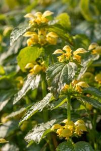 <i>Lamium galeobdolon</i>