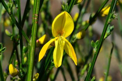 <i>Cytisus scoparius</i>