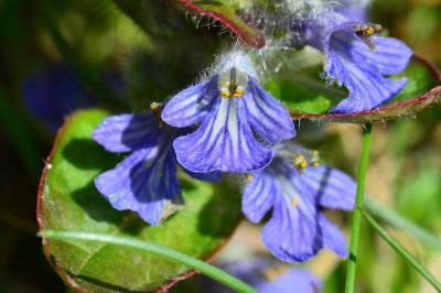 <i>Ajuga reptans</i>